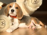 Minik Kulak, Büyük Neşe – 2 Aylık Beagle Yavrusu İstanbul’da