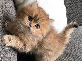 Uzun Tüylü Asalet: British Longhair Dişi Kedi Sahiplendirme İstanbul