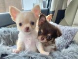 Çantaya Sığar, Kalbe Sığmaz – Chihuahua Dişi Yavru Sahiplendirme İstanbul
