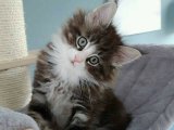 Asil ve Oyuncu Maine Coon – 2 Aylık Safkan Yavru İstanbul’da Yeni Yuvasını Arıyor