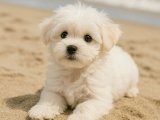 Alerji Dostu, Tüy Dökmeyen Irk: Maltese Terrier Yavru Sahiplendirme İstanbul