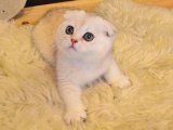 Scottish Fold Sahiplendirme – 2 Aylık Ev Ortamına Alışkın Yavru İstanbul