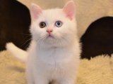 Karakterli ve Dengeli Irk – British Shorthair Yavru İstanbul’da Sahiplendiriliyor