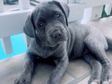 İtalyan Asilliği, Derin Bağlılık – Cane Corso Erkek Yavru Sahiplendirme