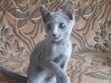 Sessizliğin Asaleti: 2 Aylık Russian Blue Dişi Yavru İstanbul’da Yeni Yuvasını Arıyor