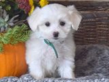 Bembeyaz Minik Kalp: Maltese Terrier Dişi Yavru Sahiplendirme İstanbul