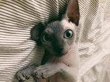 Tüy Yok, Sevgi Çok – Sphynx Dişi Yavru İstanbul’da Yeni Yuvasını Arıyor