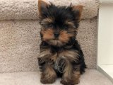 Minik Ama Karakterli: Yorkshire Terrier Dişi Yavru İstanbul’da Sahiplendiriliyor