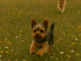 Minik Ama Karakterli – Yorkshire Terrier Dişi Yavru İstanbul’da Sahiplendiriliyor