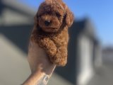 RED BROWN TOY POODLE YAVRULAR