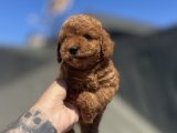 RED BROWN TOY POODLE YAVRULAR 