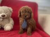 RED BROWN TOY POODLE 