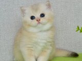 British Shorthair Erkek Yavru Arayanlara