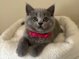 British Shorthair Severlere | 2 Aylık Dişi Gri Yavru İstanbul’da Yeni Yuvasını Arıyor