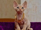 2 Aylık Tüysüz Sfenks Kedi | Şecereli Dişi Yavru İstanbul’da Sahiplendiriliyor