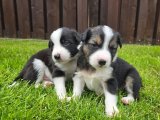2 Aylık Border Collie Yavruları | Dişi ve Erkek Sağlıklı Bebekler