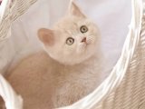 Satılık British Shorthair Lilac Erkek Yavru | İstanbul Teslim
