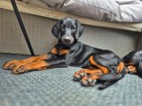 Satılık Doberman Yavru İstanbul | 2,5 Aylık Erkek, Güçlü Soylu Irk