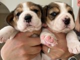 Satılık Beagle Yavruları İstanbul | 2 Aylık Dişi ve Erkek Seçenekli