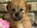 Satılık Morkie Yavrusu İstanbul | 2 Aylık Dişi