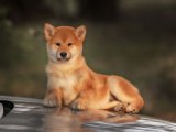 İstanbul’da Shiba Inu Sahiplendirme | 3 Aylık Erkek Yavru Köpek