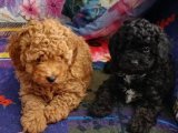 Siyah Toy Poodle Yavru Arayanlara